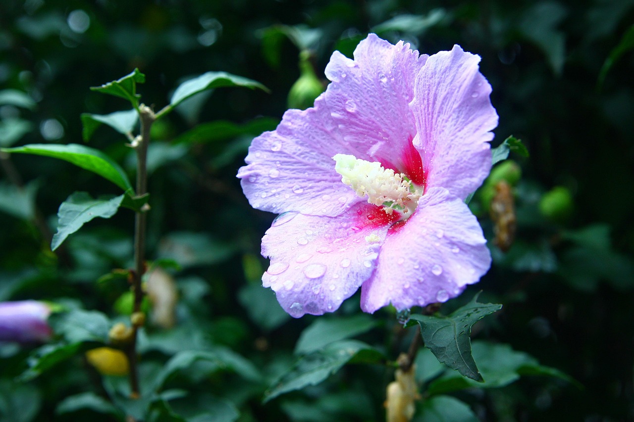ムクゲ 花 植物 Pixabayの無料写真