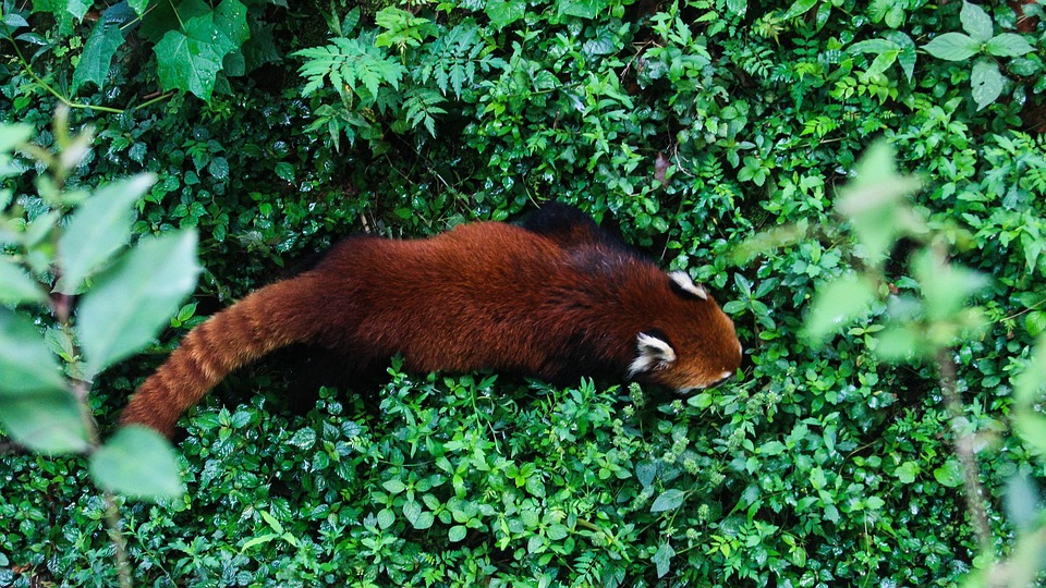 Panda Merah Mamalia - Foto gratis di Pixabay - Pixabay
