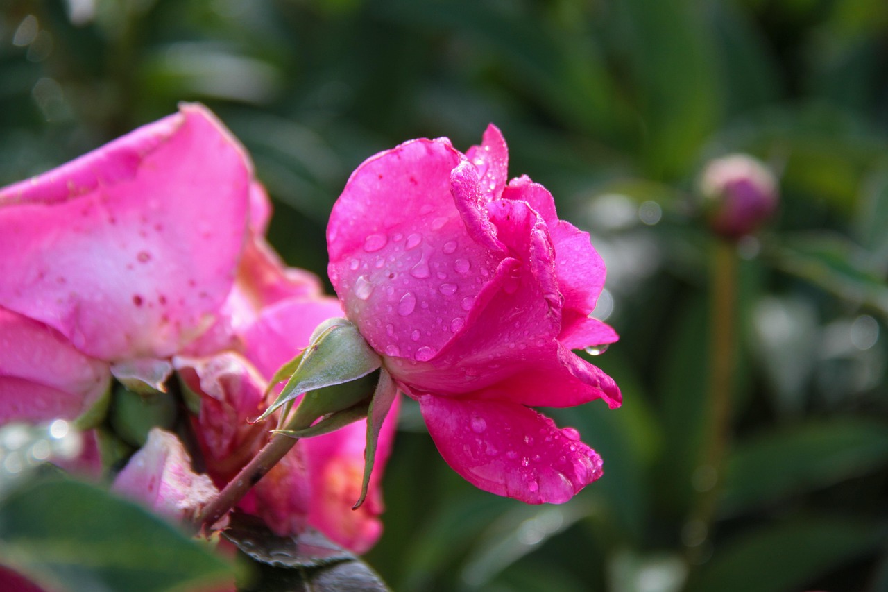 Bunga Ranting Musimpng Pink Bunga Musim Semi - Foto gratis di Pixabay - Pixabay