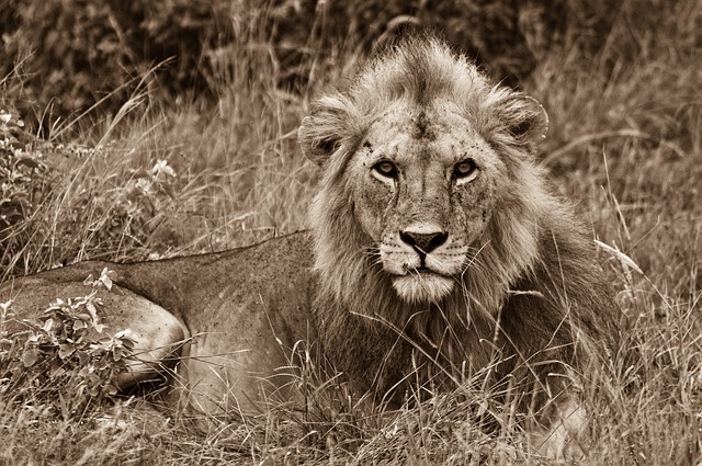 León, Animal Salvaje, África, Depredador