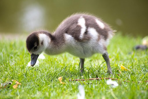 Ung, Gås, Sød, Natur, Vandfugle, Dyr