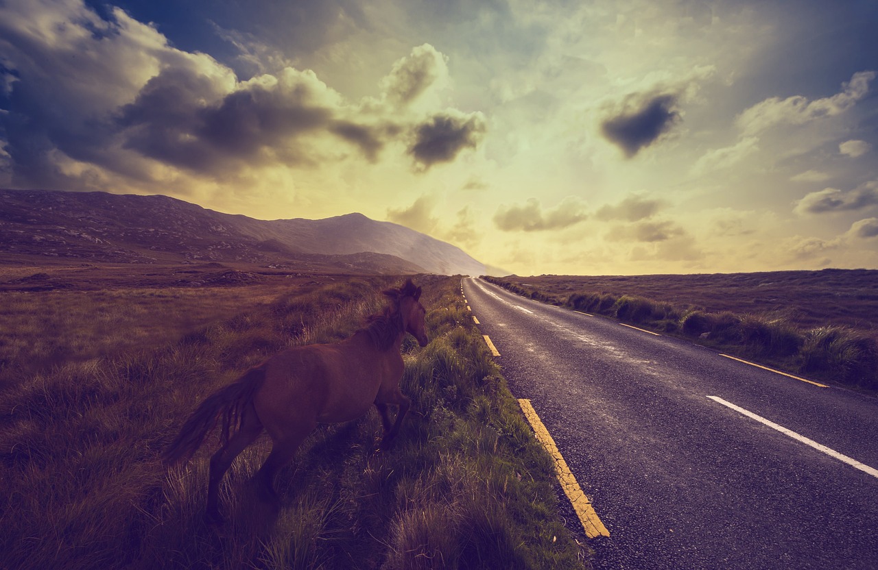 Horse - free online jigsaw puzzle photo