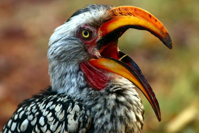 Vogel, Safari, Tierwelt, Süfafrika