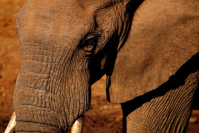 Elefant, Safari, Braun, Süd-Afrika