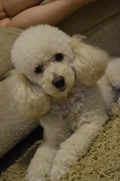 Anjing Pudel Hewan Foto Gratis Di Pixabay