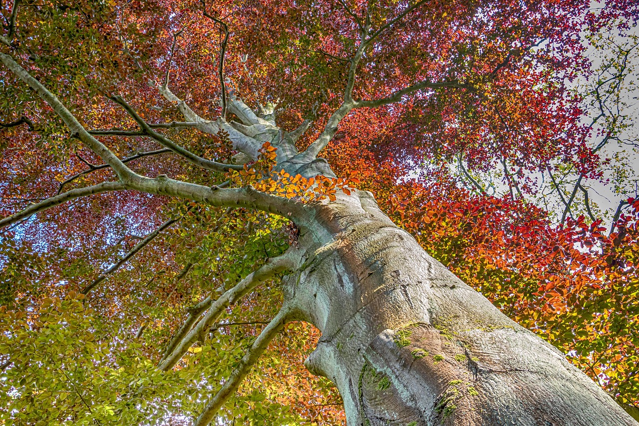 树 自然 部落 - Pixabay上的免费照片