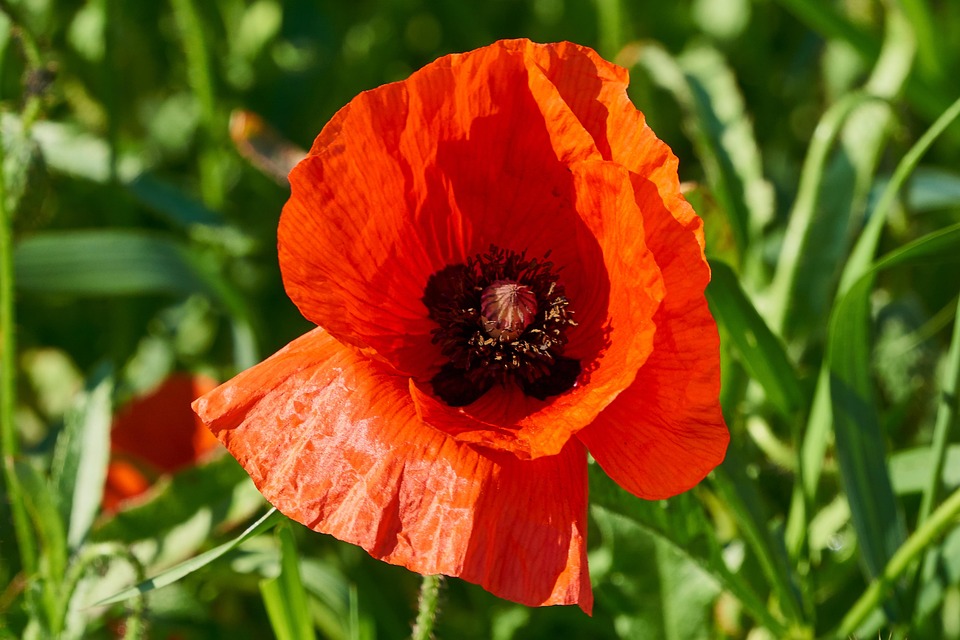 Klatschmohn Pflanze Blume - Kostenloses Foto auf Pixabay - Pixabay