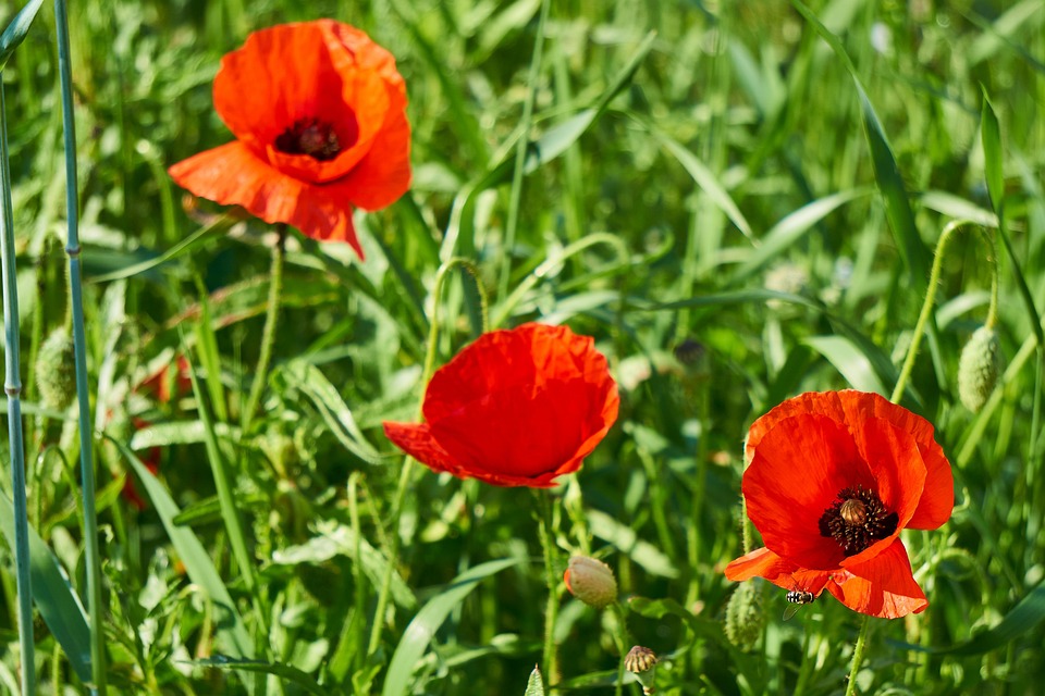 Klatschmohn Pflanze Blume - Kostenloses Foto auf Pixabay - Pixabay