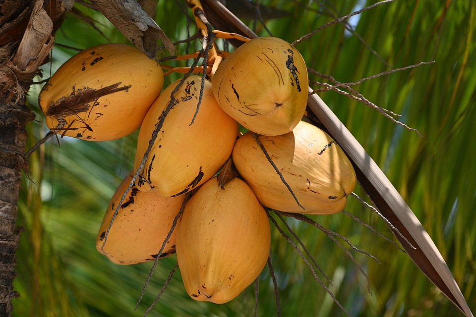 Los Cocos, Naturaleza, Tropical, Exóticos