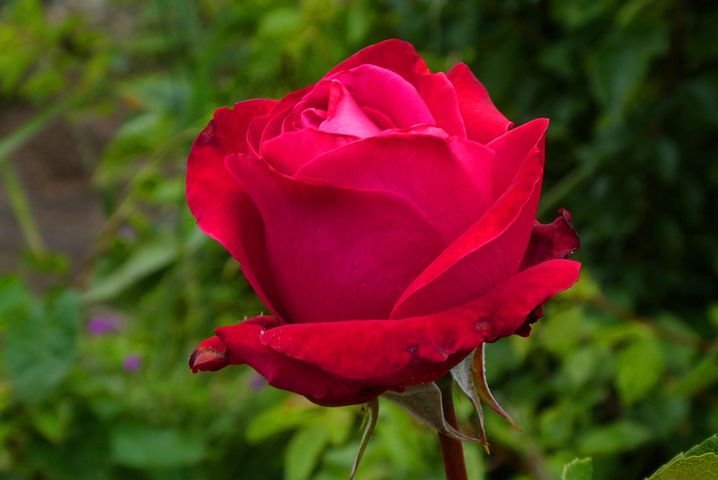 Red Rooz Pic 1,000+ Free 레드 로즈 & Red Rose Photos - Pixabay