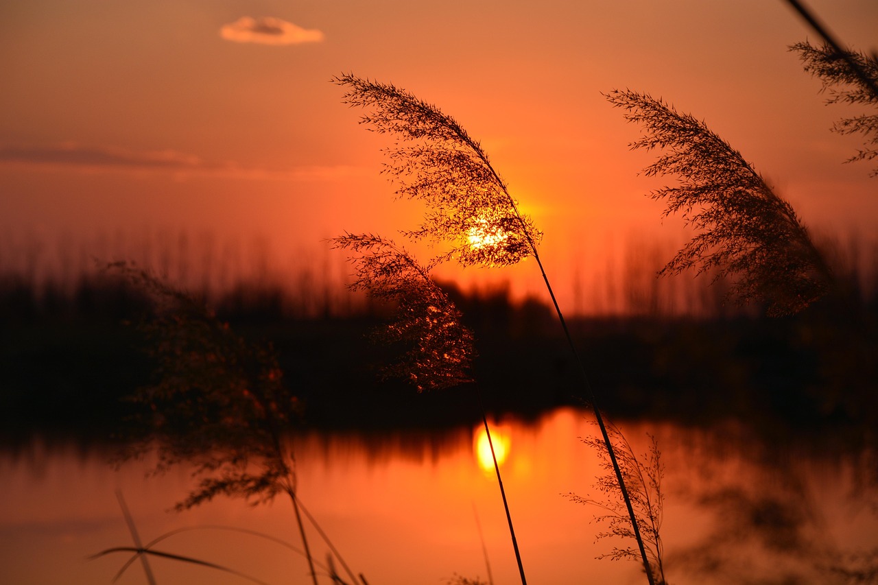 일몰 석양 노을 갈대 - Pixabay의 무료 사진 - Pixabay