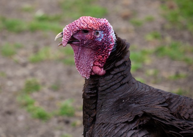 turkey, nature, christmas, thanksgiving, bird, dinner, food, poultry, roast