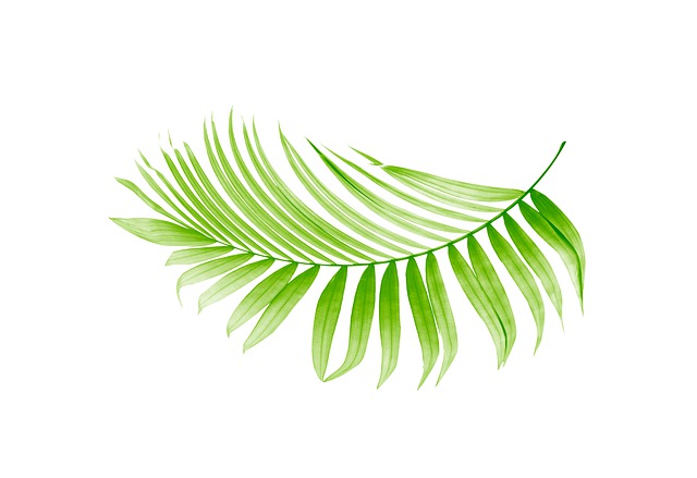 Free palm leaf leaves illustration