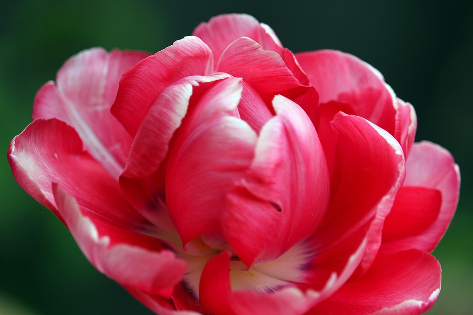 Tulip Rose Beginning Of Free photo on Pixabay