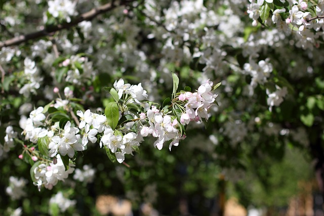Free Tree Plants photo and picture