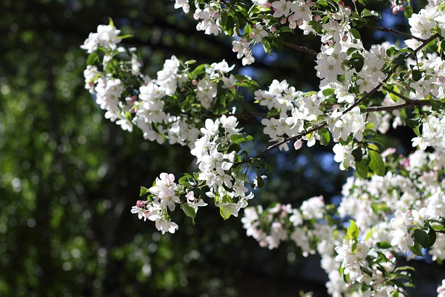 Free Apple Tree Nature photo and picture