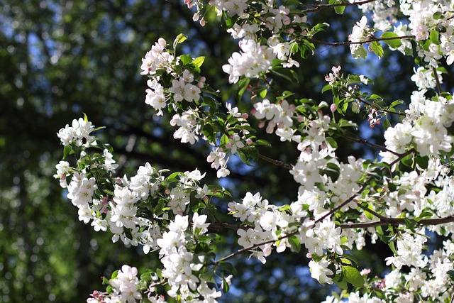 Free Apple Tree Trees photo and picture