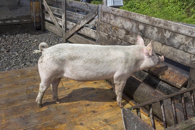 Free Pig Swine photo and picture