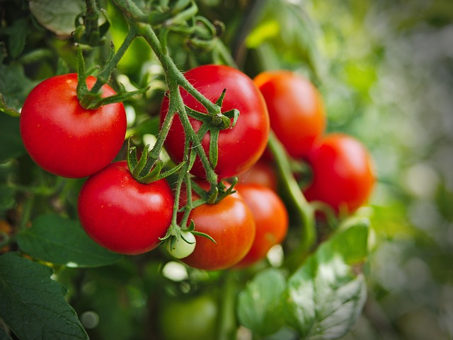 Free Tomato Plant photo and picture