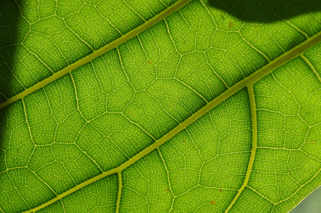 the violin fig, fig, nature, fig tree, leaf, fig leaf