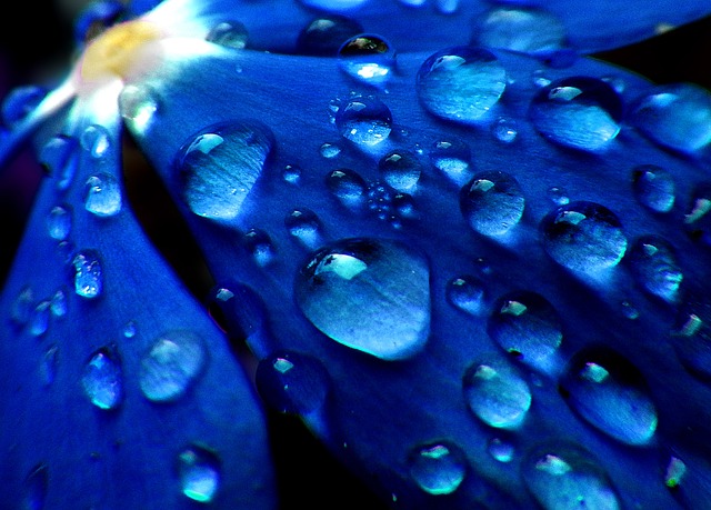 Drops, dew, flower and petal — photo by Lernestorod