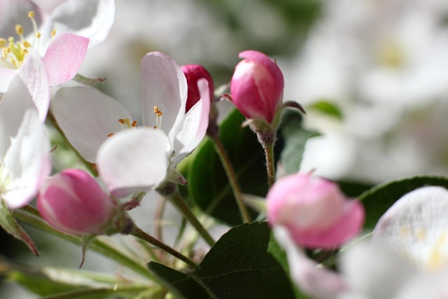 Free Apple Tree Tree photo and picture