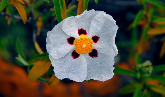 Free Cistus Flower photo and picture