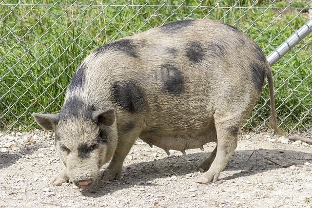 Free Pot-Bellied Pig Pig photo and picture
