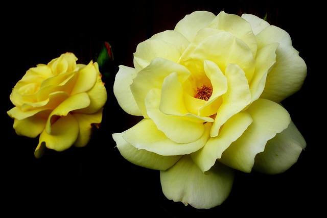 Mawar Bunga-Bunga Kuning - Foto gratis di Pixabay - Pixabay