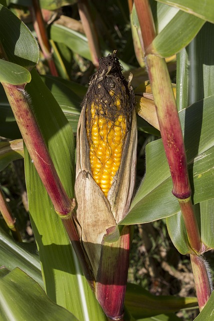 Free Corn Maize photo and picture
