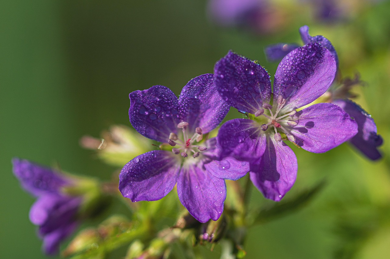 Cranesbill Flower Drops Free photo on Pixabay Pixabay