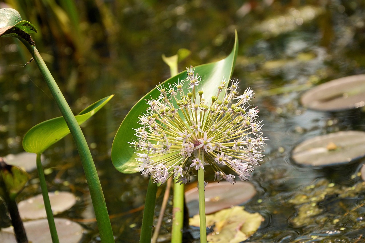 flower, water flower, lake, lilly pads, beautiful flowers, water, ball, flower wallpaper, shape, multiple, white, pink, green, nature, lavender, stamen, pistils, pollen, summer, sunny, wildflower, seeds, exotic, colorful, flora, beautiful, flower background, plant