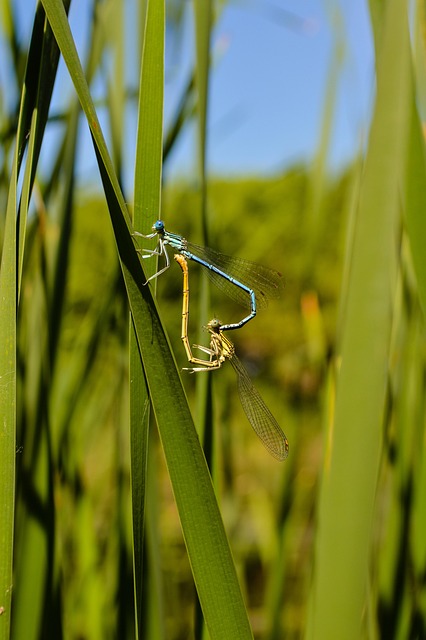 Free Dragonflies Reproduction photo and picture