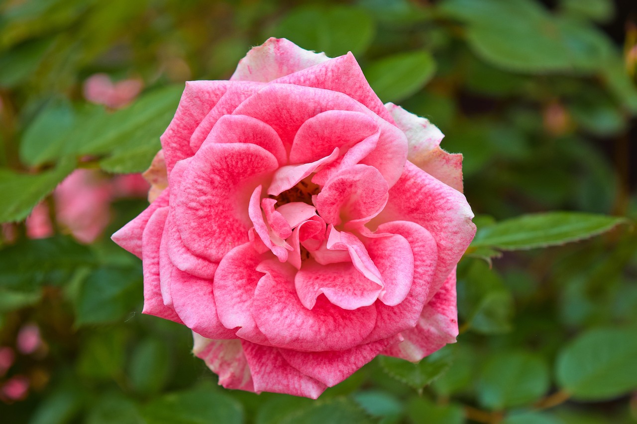 Blumen Rosen Kulturrosen - Kostenloses Foto auf Pixabay - Pixabay