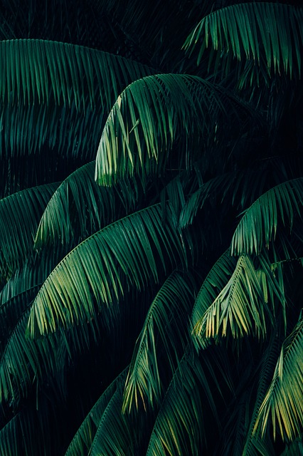 Plantelor, Tapet, Verde, Palmier, Pădure