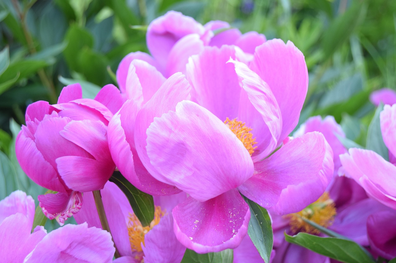 blume-pfingstrose-rosa-kostenloses-foto-auf-pixabay-pixabay