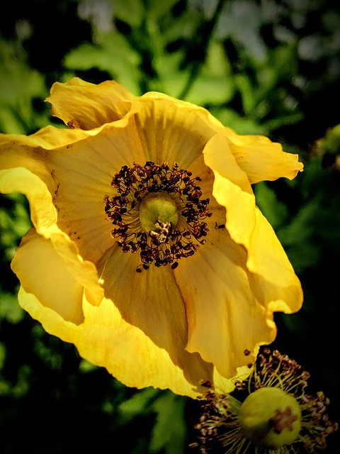 Hornmohn, Gelb, Blüte, Blütenblatt