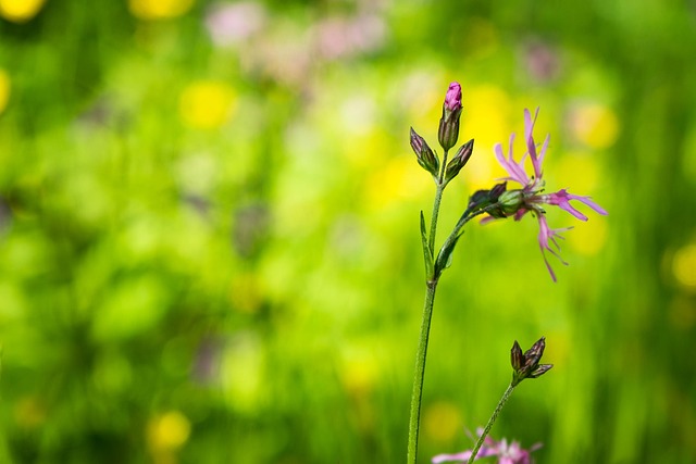 Free Nature Blossom photo and picture