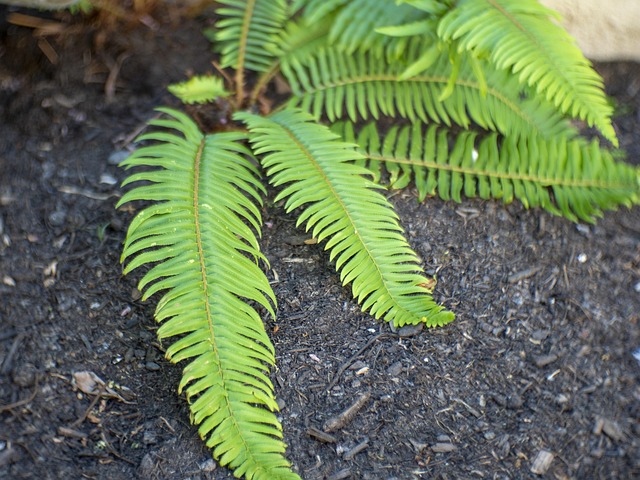 Free Ferns Plants photo and picture