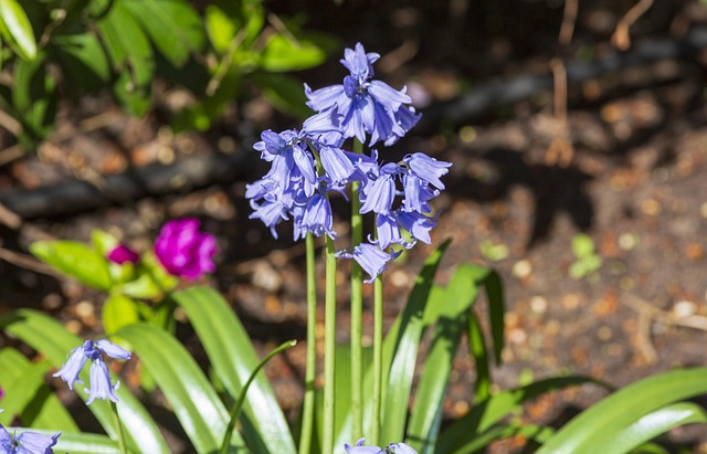 Free Flowers Beautiful Flowers photo and picture