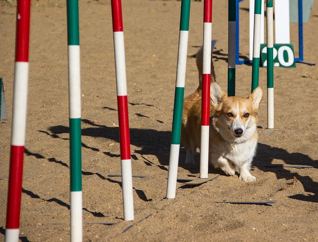 corgi agility 2019