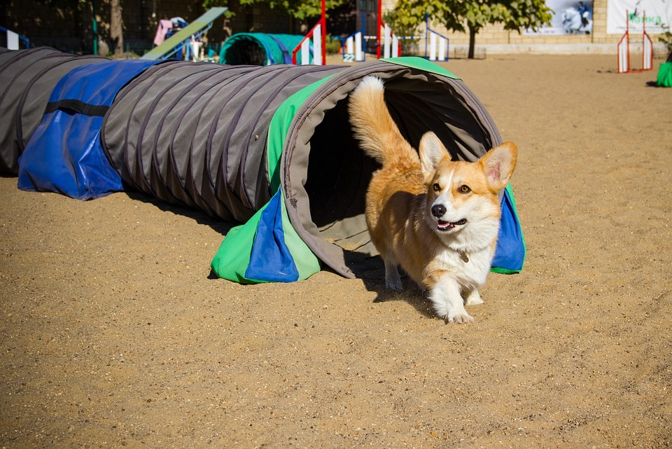 Welsh Corgi Pembroke, Corgi, Chien, Animal De Compagnie