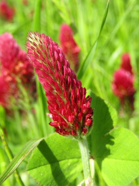 Free Clover Forage Clover photo and picture