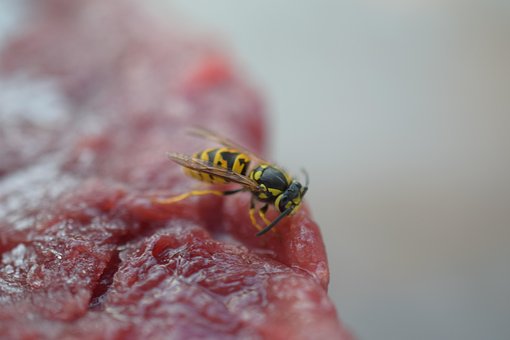 Veps, Insekter, Bie, Insekt, Makro