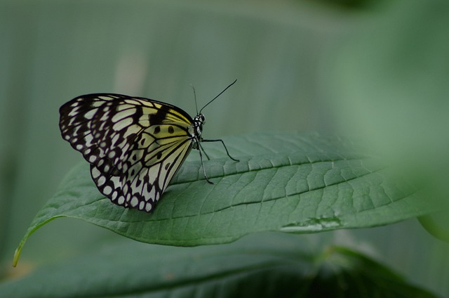 Fluture, Frunze, Aripă, Grădină, Insecte