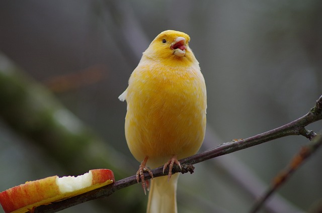 Animale, Pasăre, Apple, Măr, Yellowbird