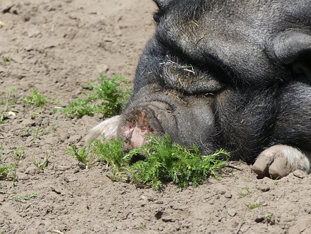 Animal, Porco, Crianças Baernhof, Rural
