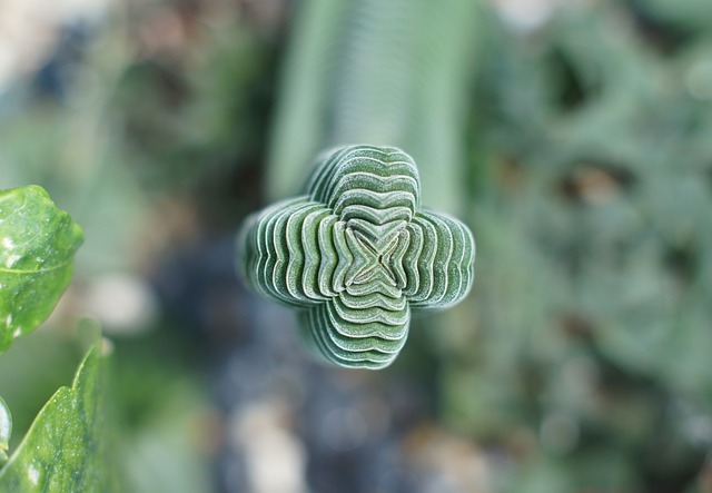 Free Plant Nature photo and picture