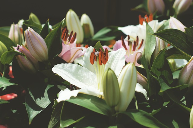 Free Plant Nature photo and picture