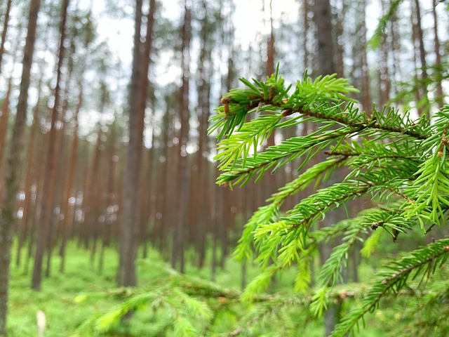 Free Nature Trees photo and picture